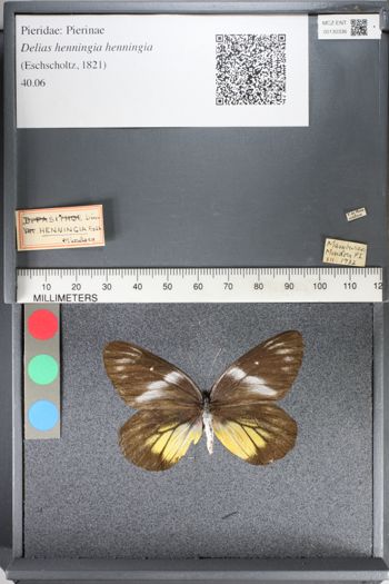 Media type: image;   Entomology 130336